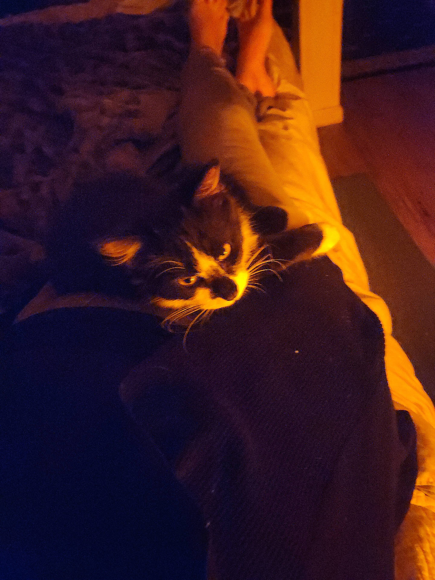 black_and_white_cat, blanket, casual_clothing, cat, comfort, cozy, dark, footwear, home, indoor, lap, legs, nighttime, person, pet, relaxing, resting, seated, soft_fur, warm_lighting