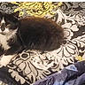 kitten, cat, black_and_white, feline, pet, animal, fur, whiskers, lying_down, blanket, pattern, indoor, cute, young, domestic, resting, soft, cozy, small, alert
