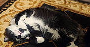 Loki joined the competition — help win amazing prizes! cat, black_and_white, fur, pet, animal, sleeping, curled_up, paw, whiskers, indoor, rug, patterned, cozy, resting, cute, feline, relaxed, home, floor, domestic