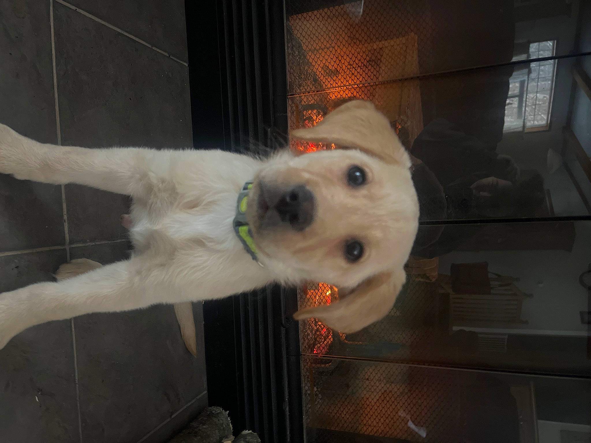 Dexter is registered to the contest to win money with this photo: carnivore, collar, companion_dog, dog, dog_breed, dog_collar, dog_supply, door, flooring, fur, leash, non_sporting_group, pet_supply, snout, tail, working_animal