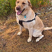 Dexter joined the competition — help win amazing prizes! canine, collar, daylight, dog, fur, golden_retriever, grass, happy, harness, lake, leash, nature, outdoor, pet, plants, rocky_shore, sitting, tongue_out, water, yellow_flowers