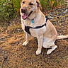 canine, collar, daylight, dog, fur, golden_retriever, grass, happy, harness, lake, leash, nature, outdoor, pet, plants, rocky_shore, sitting, tongue_out, water, yellow_flowers