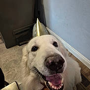 Ghost is registered to the contest to win money with this photo: animal, canine, celebration, close_up, companion, dog, floor, friendly, hand, happy, indoor, joyful, party_hat, pet, smiling, tongue_out, vent, wall, watch, white_dog