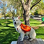 Ghost is registered to the contest to win money with this photo: animal, backpack, canine, daylight, dog, green_grass, leisure, nature, orange_backpack, outdoor, park, park_bench, pet, picnic_table, shadows, side_view, sunny, trees, walking_path, white_dog