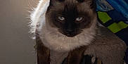 Smokey joined the competition — help win amazing prizes! animal, cat, curtain, kitten, manx, pet, siamese, window