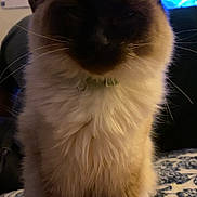 Smokey is registered to the contest to win money with this photo: cat, siamese_cat, pet, animal, feline, fur, whiskers, collar, indoor, blanket, pattern, snack_bag, food, table, household, close_up, sitting, shadow, ears, face