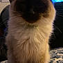 cat, siamese_cat, pet, animal, feline, fur, whiskers, collar, indoor, blanket, pattern, snack_bag, food, table, household, close_up, sitting, shadow, ears, face