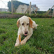 Vasco participe au concours pour gagner de l'argent avec cette photo : animal, canine, chew_stick, cloudy_sky, daytime, dog, fence, grass, house, leisure, mammal, nature, outdoor, pet, quiet, resting, spot, tongue_out, white_dog, yard