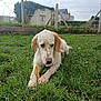 animal, canine, chew_stick, cloudy_sky, daytime, dog, fence, grass, house, leisure, mammal, nature, outdoor, pet, quiet, resting, spot, tongue_out, white_dog, yard