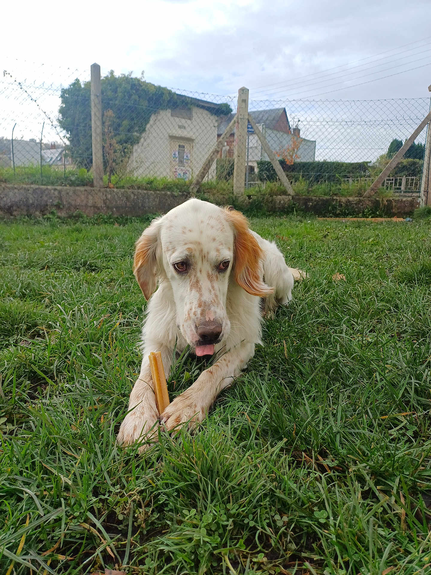 Vasco participe au concours pour gagner de l'argent avec cette photo : animal, canine, chew_stick, cloudy_sky, daytime, dog, fence, grass, house, leisure, mammal, nature, outdoor, pet, quiet, resting, spot, tongue_out, white_dog, yard