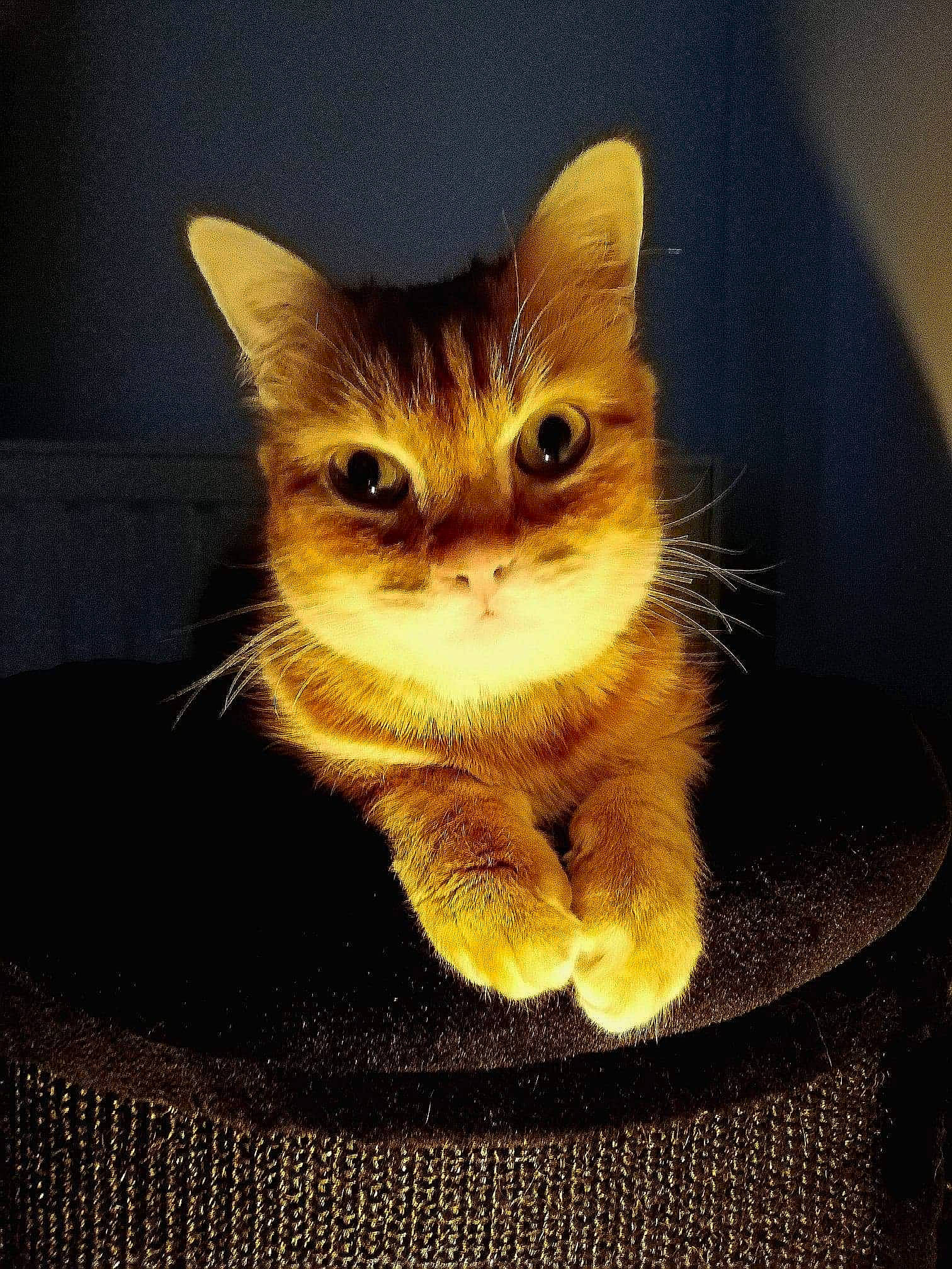 Jones a rejoint le concours — aidez-le/la à gagner de superbes lots ! carnivore, cat, claw, domestic_short_haired_cat, fawn, felidae, fur, paw, sitting, small_to_medium_sized_cats, snout, tail, whiskers