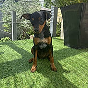 Vaiana a rejoint le concours — aidez-le/la à gagner de superbes lots ! animal, black_dog, cute, daylight, dog, fence, garden, grass, greenery, house, nature, outdoor, pet, plant, puppy, shadow, sitting, small_dog, sunlight, tan_markings