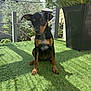 animal, black_dog, cute, daylight, dog, fence, garden, grass, greenery, house, nature, outdoor, pet, plant, puppy, shadow, sitting, small_dog, sunlight, tan_markings