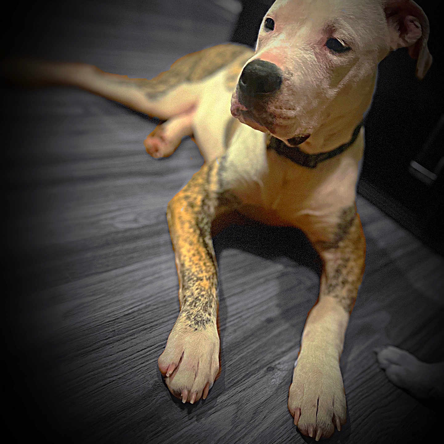 Atlas is registered to the contest to win money with this photo: animal, boxer, bulldog, canine, dog, frenchbulldog, greatdane, hardwood, hound, indoors, interiordesign, labradorretriever, pet, pitbull, pointer, puppy, snout, terrier, whitedog, wood