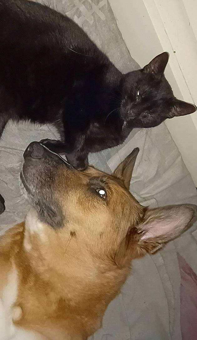 Kalvin participe au concours pour gagner de l'argent avec cette photo : canidae, carnivore, cat, companion_dog, dog, dog_breed, ear, fawn, felidae, fur, liver, mammal, paw, small_to_medium_sized_cats, snout, tail, terrestrial_animal, vertebrate, whiskers, working_animal