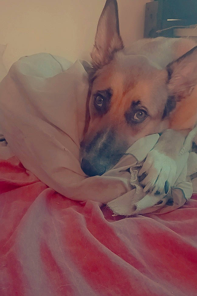 Kalvin participe au concours pour gagner de l'argent avec cette photo : bed, canidae, carnivore, comfort, companion_dog, dog, dog_breed, dog_supply, ear, fawn, fur, jaw, linens, nap, paw, snout, sporting_group, terrestrial_animal, whiskers, working_animal