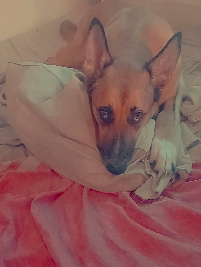 Kalvin a rejoint le concours — aidez-le/la à gagner de superbes lots ! bed, canidae, carnivore, comfort, companion_dog, dog, dog_breed, dog_supply, ear, eye, fawn, fur, jaw, nap, paw, snout, sporting_group, toy_dog, whiskers, working_animal