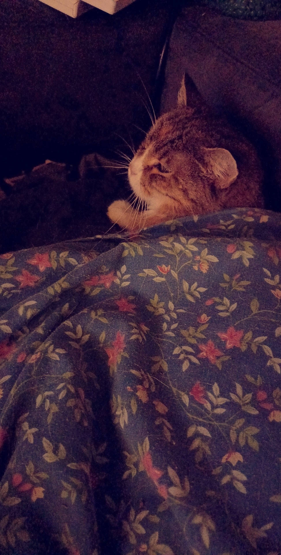 Feline participe au concours pour gagner de l'argent avec cette photo : bed, carnivore, cat, cloud, comfort, domestic_short_haired_cat, fawn, felidae, flooring, fur, human_leg, linens, military_camouflage, paw, small_to_medium_sized_cats, snout, tail, tints_and_shades, whiskers, wood