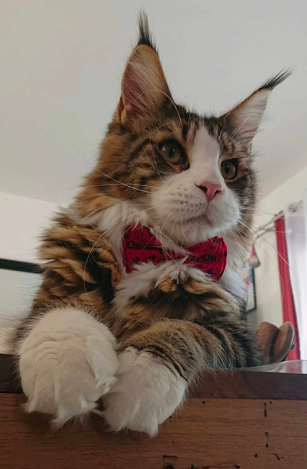Uno participe au concours pour gagner de l'argent avec cette photo : cat, fluffy, tabby, white_paws, bow_tie, pet, indoor, close_up, whiskers, ears, feline, portrait, cute, animal, muzzle, curious, relaxed, domestic_cat, wooden_surface, household
