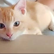 Karamel participe au concours pour gagner de l'argent avec cette photo : animal, cat, close_up, curious, cute, ears, eyes, face, feline, indoor, kitten, looking_at_camera, lying_down, orange_cat, pet, pink_nose, resting, soft_light, whiskers, white_cat