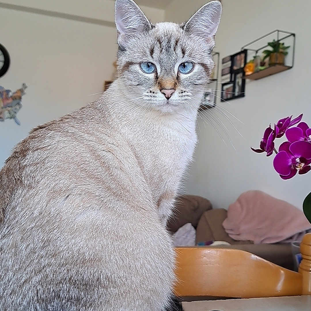 Lola a rejoint le concours — aidez-le/la à gagner de superbes lots ! blanket, blue_eyes, calm, cat, couch, curled_tail, domestic_animal, feline, flower, fur, indoor, living_room, orchid, pet, plant, sitting, table, tail, whiskers, wooden_chair