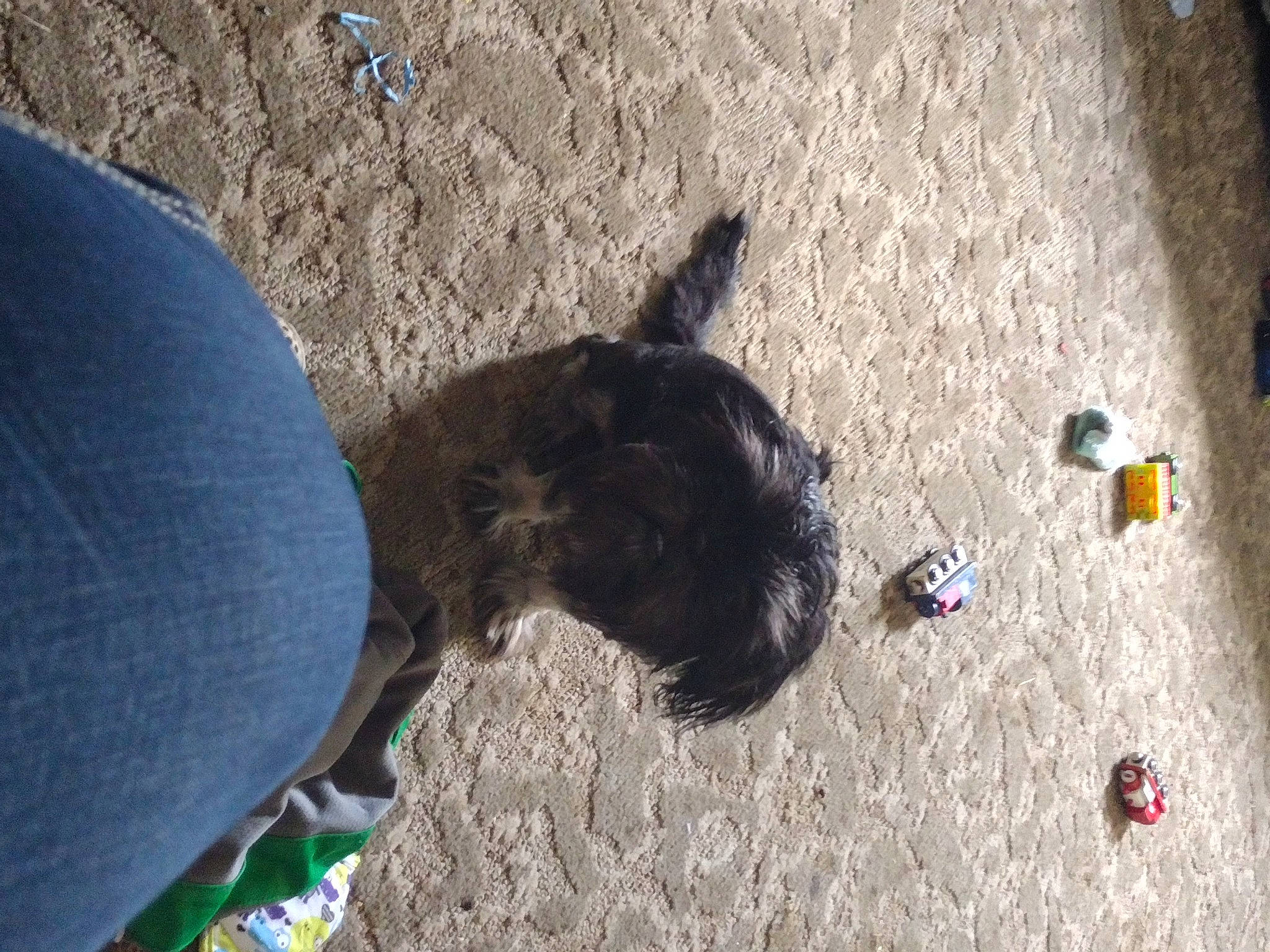 Bigfoot is registered to the contest to win money with this photo: asphalt, canidae, carnivore, companion_dog, concrete, dog, dog_breed, flooring, foot, fun, fur, human_leg, mammal, road_surface, sand, shadow, soil, sporting_group, tail, working_animal