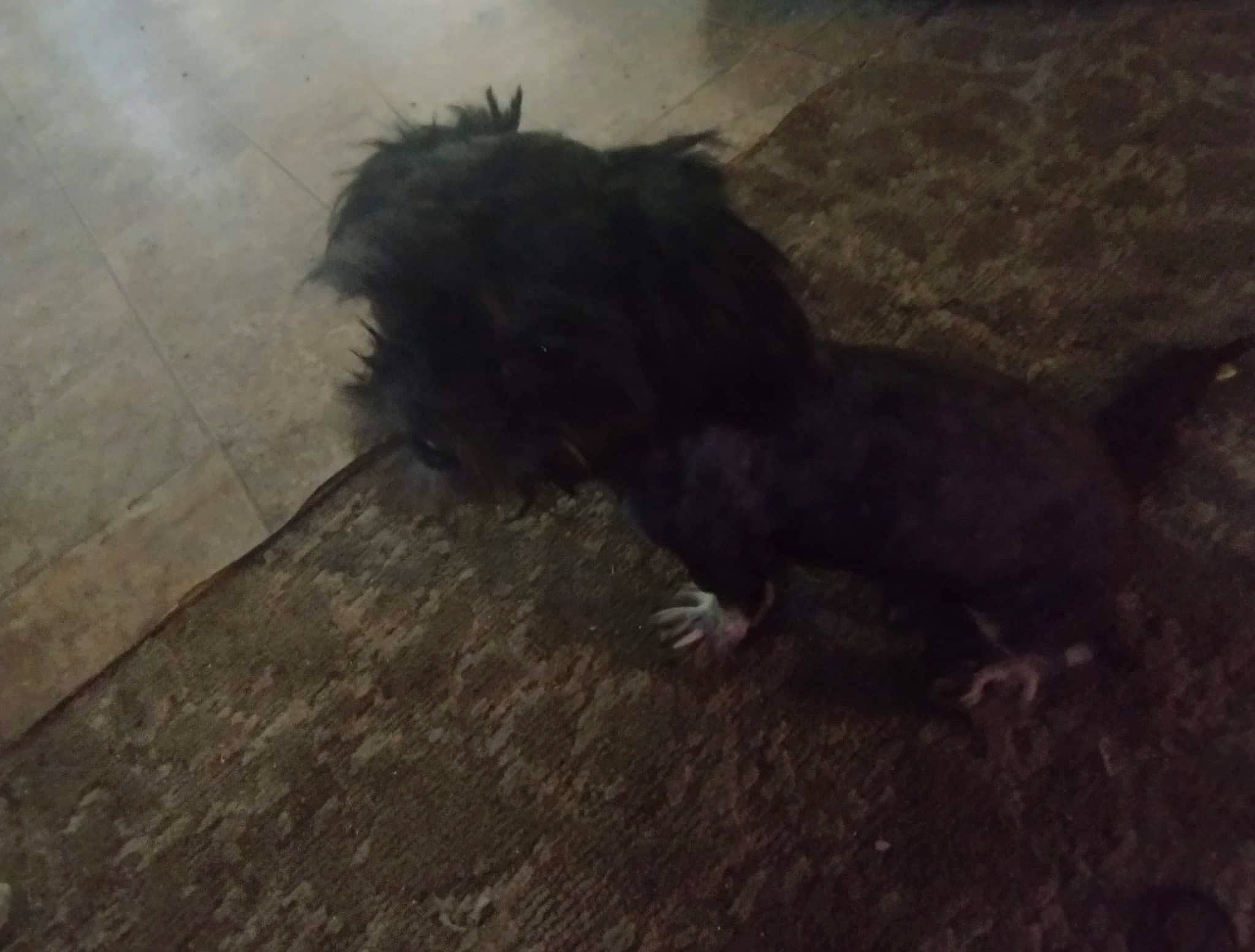 Bigfoot joined the competition — help win amazing prizes! asphalt, canidae, carnivore, cloud, companion_dog, dog, dog_breed, flooring, fur, grass, road_surface, shadow, small_terrier, snout, soil, sporting_group, tail, terrestrial_animal, terrier, tints_and_shades