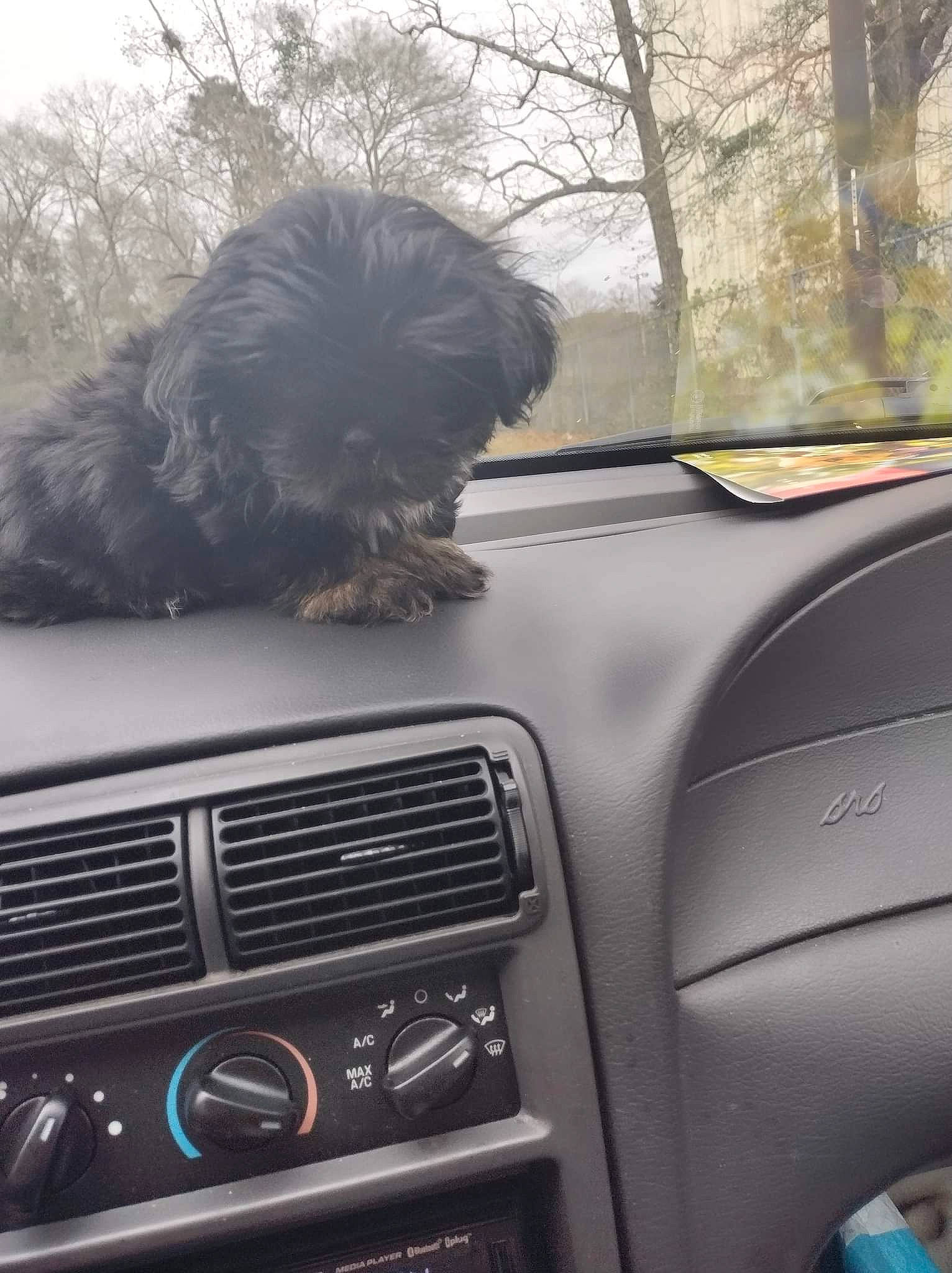 Bigfoot joined the competition — help win amazing prizes! automotive_design, automotive_exterior, automotive_mirror, car, carnivore, companion_dog, dog, motor_vehicle, personal_luxury_car, radio, rear_view_mirror, sky, steering_wheel, tints_and_shades, tree, vehicle, vehicle_door, window, windscreen_wiper, windshield