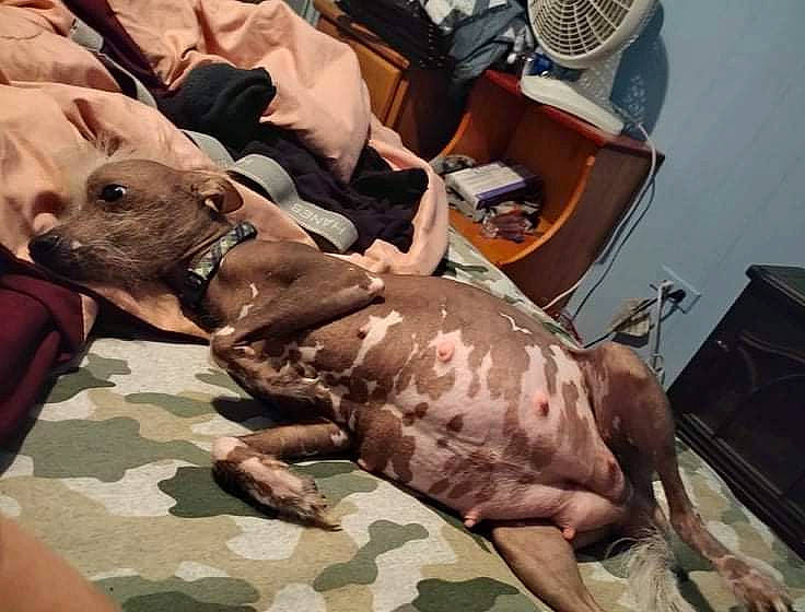 Bambi joined the competition — help win amazing prizes! canidae, carnivore, chair, comfort, companion_dog, dog, dog_breed, dog_supply, fawn, flesh, liver, mechanical_fan, metal, non_sporting_group, pet_supply, snout, sporting_group, terrestrial_animal, working_animal