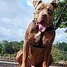 animal, canine, closeup, clouds, collar, daytime, dog, greenery, happy, leash, nature, outdoor, pavement, pet, pitbull, sitting, sky, summer, tongue_out, tree