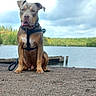 Thor a rejoint le concours — aidez-le/la à gagner de superbes lots ! animal, canine, cloudy, dock, dog, forest, gravel, harness, lake, leash, mammal, nature, outdoor, pet, shore, sitting, sky, tongue_out, trees, water