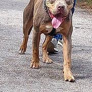 Thor a rejoint le concours — aidez-le/la à gagner de superbes lots ! animal, canine, closeup, collar, daytime, dog, greenery, happy, jeans, leash, nature, outdoor, pavement, person, pet, shoes, summer, sunlight, tongue_out, walking