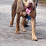 animal, canine, closeup, collar, daytime, dog, greenery, happy, jeans, leash, nature, outdoor, pavement, person, pet, shoes, summer, sunlight, tongue_out, walking