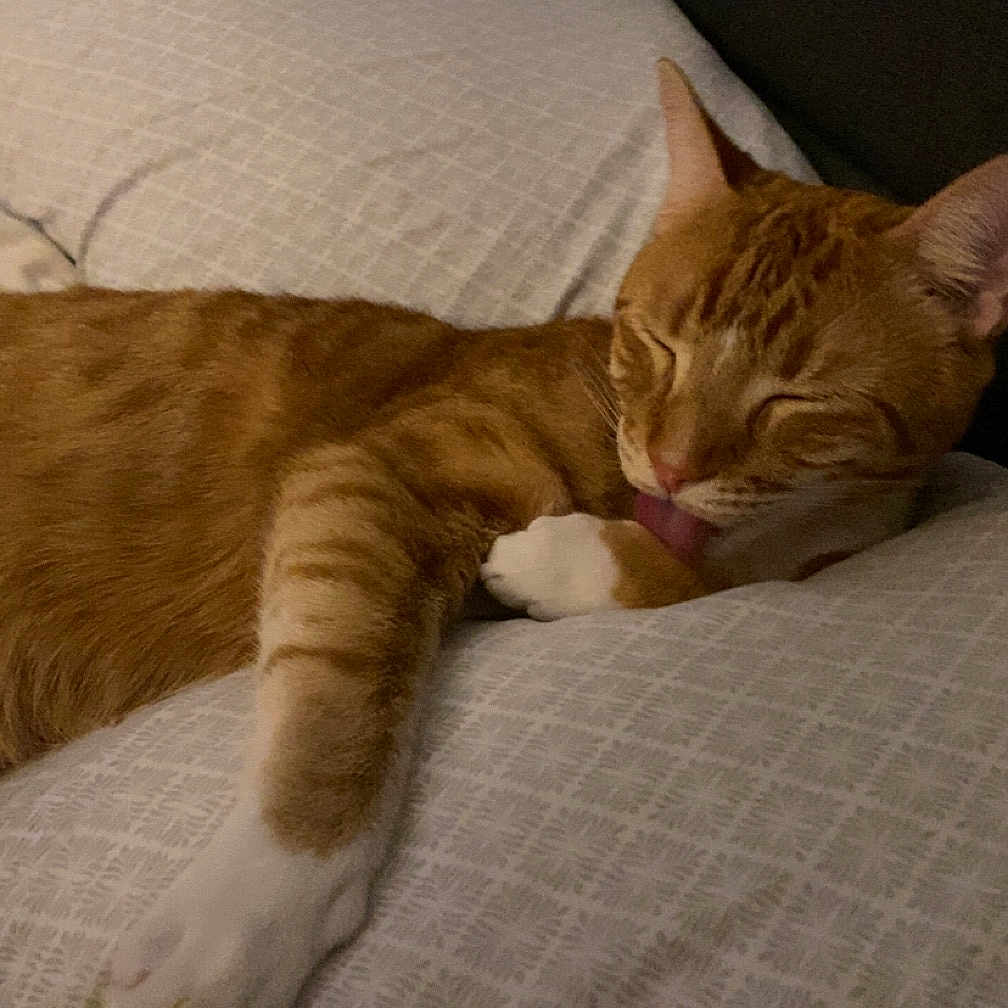 Sid joined the competition — help win amazing prizes! abyssinian, animal, bed, bedroom, blanket, cat, chair, couch, cushion, furniture, hardwood, homedecor, indoors, kitten, linen, manx, person, pet, room, sleeping