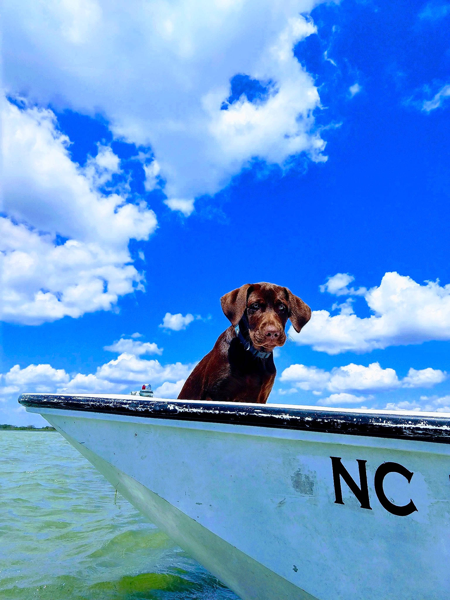 Josephine joined the competition — help win amazing prizes! boat, canidae, carnivore, chesapeake_bay_retriever, dock_jumping, dog, dog_breed, hunting_dog, ocean, sea, sky, sporting_group, vacation, vehicle, vizsla