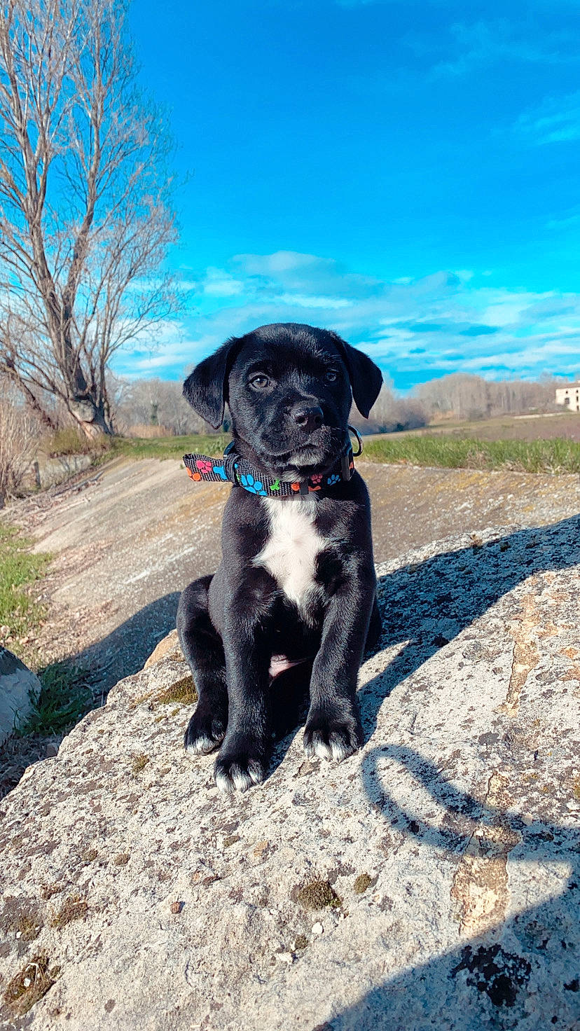 Clyde participe au concours pour gagner de l'argent avec cette photo : borador, canidae, carnivore, collar, companion_dog, dog, dog_breed, dog_collar, gun_dog, paw, puppy, snout, sporting_group, tail, working_animal, working_dog