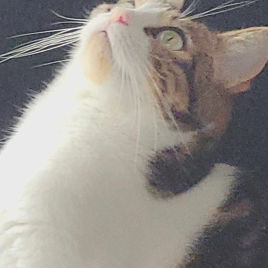 Geek participe au concours pour gagner de l'argent avec cette photo : animal, cat, close_up, curious, dark_background, domestic, ears, face, feline, fur, indoor, looking_up, mammal, nose, pet, portrait, soft_light, tabby, whiskers, white_fur