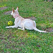 Sandy joined the competition — help win amazing prizes! dog, grass, outdoor, pet, animal, collar, ball, playing, resting, nature, greenery, sunlight, canine, park, summer, relaxing, toy, back_view, daytime, fur