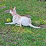dog, grass, outdoor, pet, animal, collar, ball, playing, resting, nature, greenery, sunlight, canine, park, summer, relaxing, toy, back_view, daytime, fur