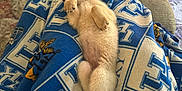 Sandy is registered to the contest to win money with this photo: puppy, dog, sleeping, blanket, blue, white, fur, paw, crossed_legs, indoor, carpet, table, cozy, relaxation, cute, pet, resting, furniture, living_room, soft