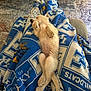 puppy, dog, sleeping, blanket, blue, white, fur, paw, crossed_legs, indoor, carpet, table, cozy, relaxation, cute, pet, resting, furniture, living_room, soft