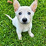 Sandy joined the competition — help win amazing prizes! puppy, dog, grass, outdoor, cute, animal, pet, ears, fur, black_nose, sitting, young, adorable, nature, closeup, green, small, curious, mammal, daylight