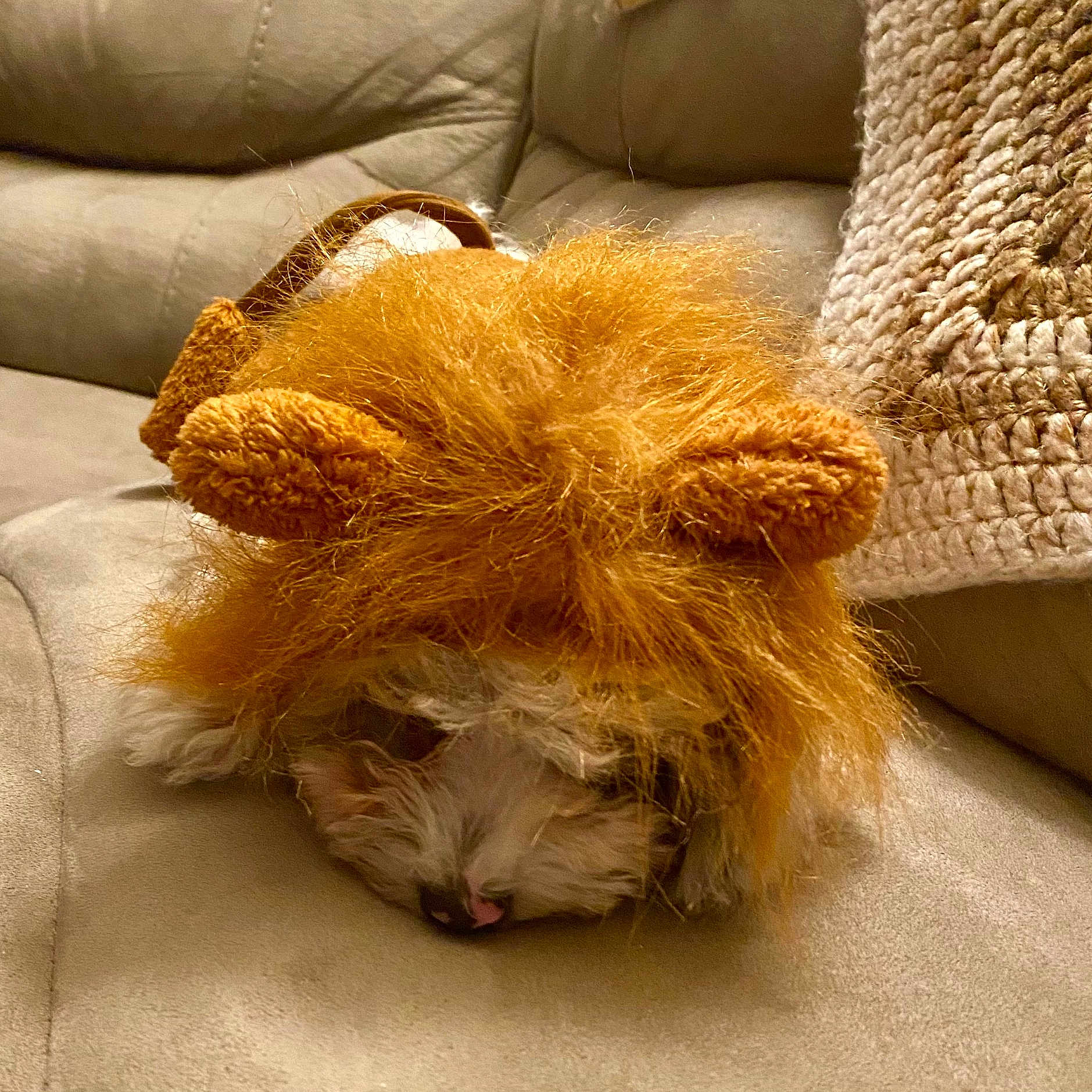 Aslan