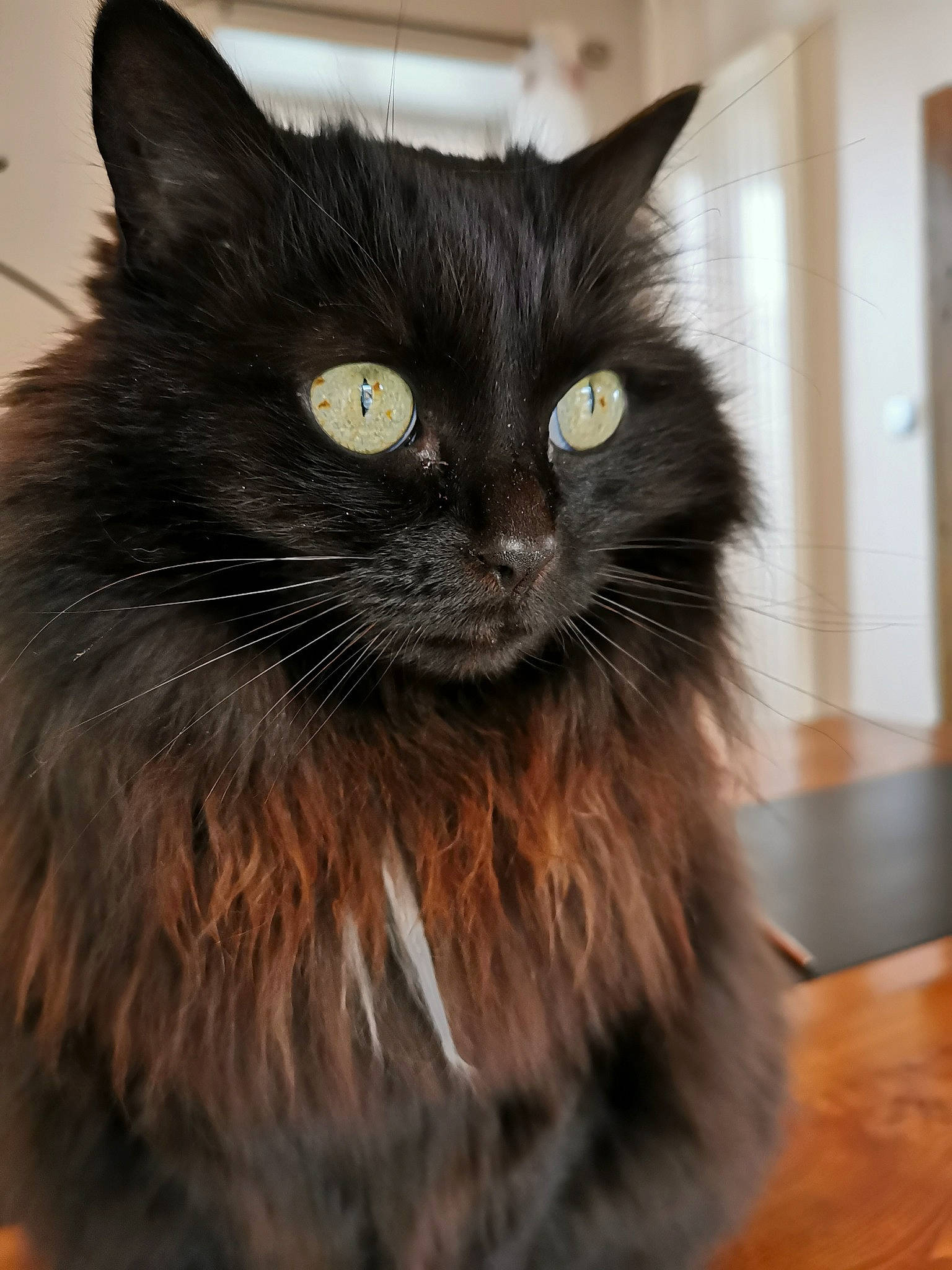 Izia a rejoint le concours — aidez-le/la à gagner de superbes lots ! black_cat, bombay, carnivore, cat, claw, domestic_short_haired_cat, eye, felidae, fur, hardwood, iris, pet_supply, small_to_medium_sized_cats, snout, tail, terrestrial_animal, whiskers, window, wood, working_animal