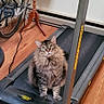 animal, bicycle, cat, cord, curious_eyes, exercise_equipment, flooring, fluffy_fur, home, household, indoor, looking_up, papers, pet, pet_indoor, side_table, tabby_cat, treadmill, wooden_floor, wooden_furniture