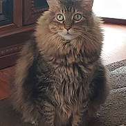 Toby is registered to the contest to win money with this photo: cat, fluffy, tabby, pet, indoor, carpet, fur, animal, portrait, feline, domestic, cute, sitting, eyes, whiskers, home, wooden_furniture, natural_light, curious, cozy
