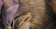 Toby joined the competition — help win amazing prizes! animal, bed, cat, closeup, comfort, cozy, cute, domestic, feline, fur, indoor, nap, pattern, pet, quilt, relaxation, resting, sleeping, soft, tabby