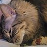 animal, bed, cat, closeup, comfort, cozy, cute, domestic, feline, fur, indoor, nap, pattern, pet, quilt, relaxation, resting, sleeping, soft, tabby