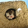 cat, stone, hole, paw, sunlight, outdoor, sky, curious, animal, pet, playful, closeup, texture, nature, daylight, whiskers, feline, nose, head, rock