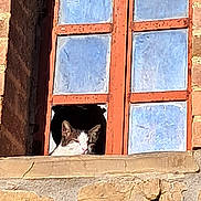 Pitou a rejoint le concours — aidez-le/la à gagner de superbes lots ! cat, window, brick_wall, sunlight, broken_glass, animal, pet, resting, daylight, outdoor, architecture, old_building, feline, quiet, peaceful, curiosity, face, ears, nature, relaxation